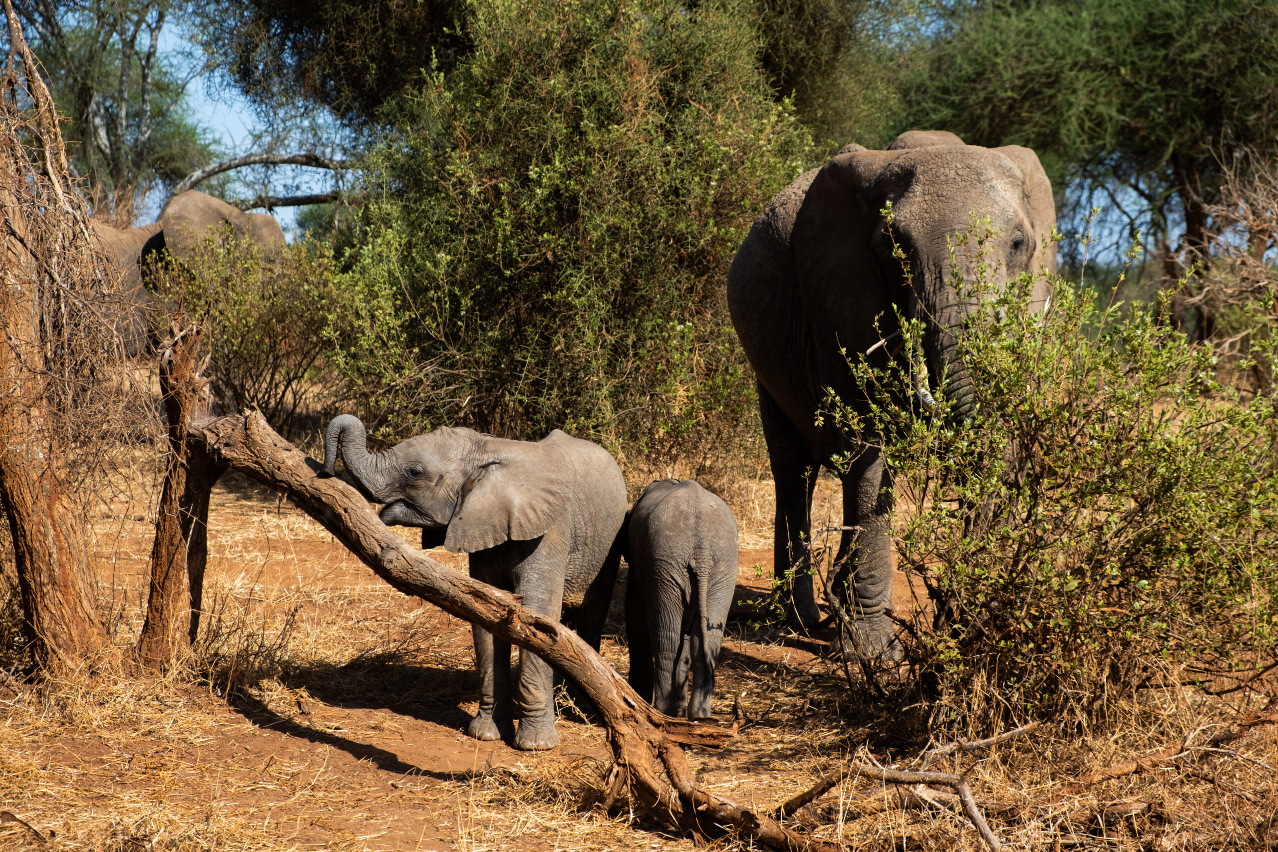 9 jours de safari en Tanzanie