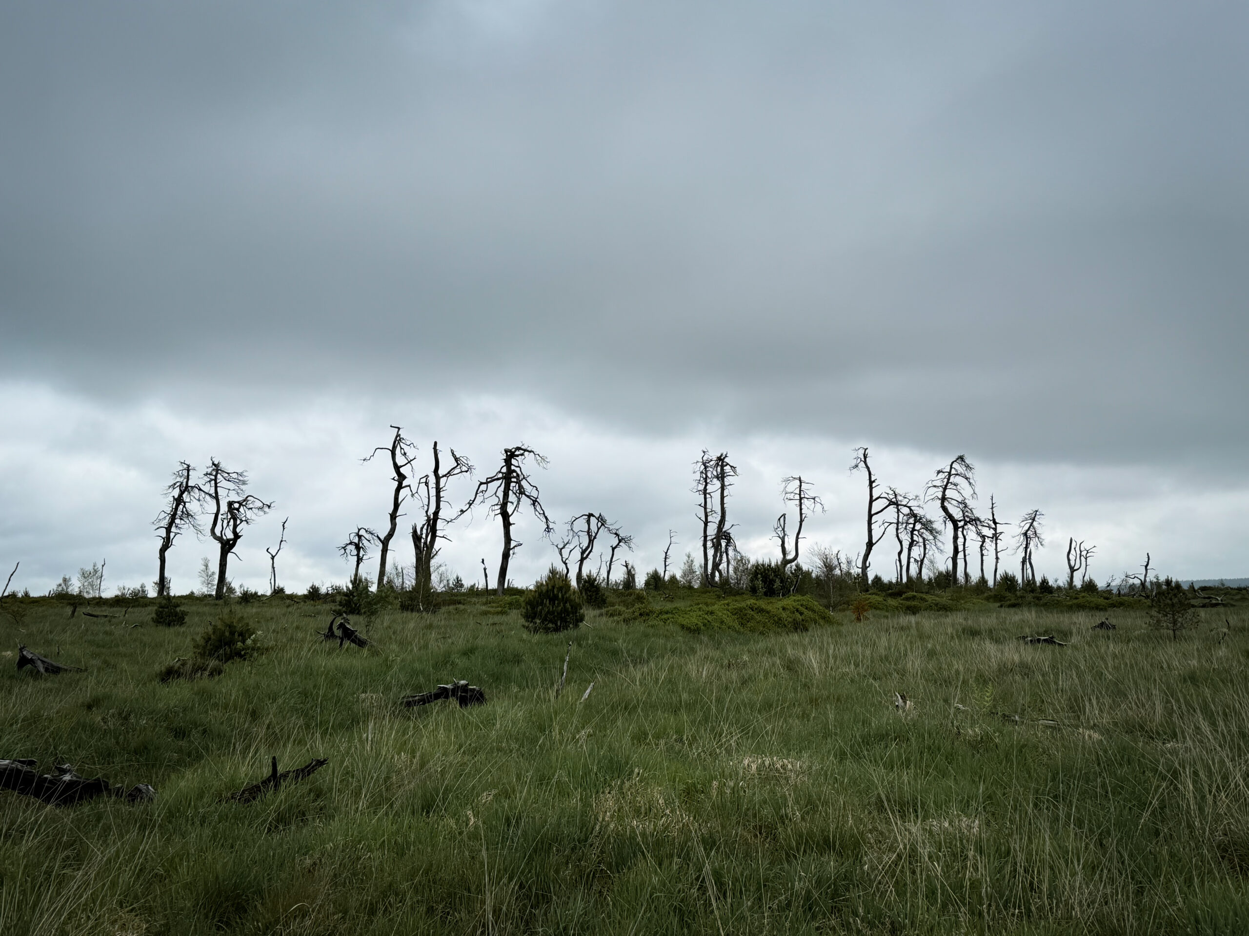 Un groupe qui pratique la randonnée et bivouac le temps d'un weekend et leur chemin passe par le Noir Flohay sur le plateau des Hautes-Fagnes.