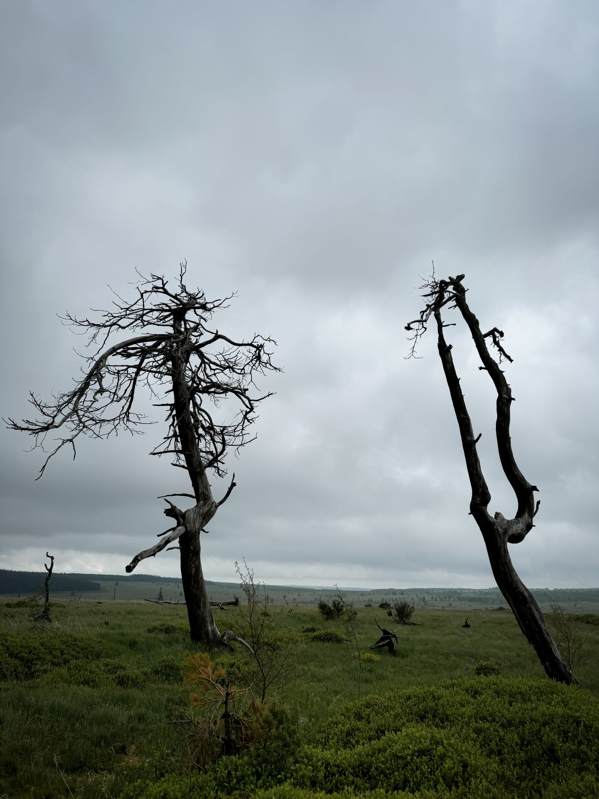 Un groupe qui pratique la randonnée et bivouac le temps d'un weekend et leur chemin passe par le Noir Flohay sur le plateau des Hautes-Fagnes.