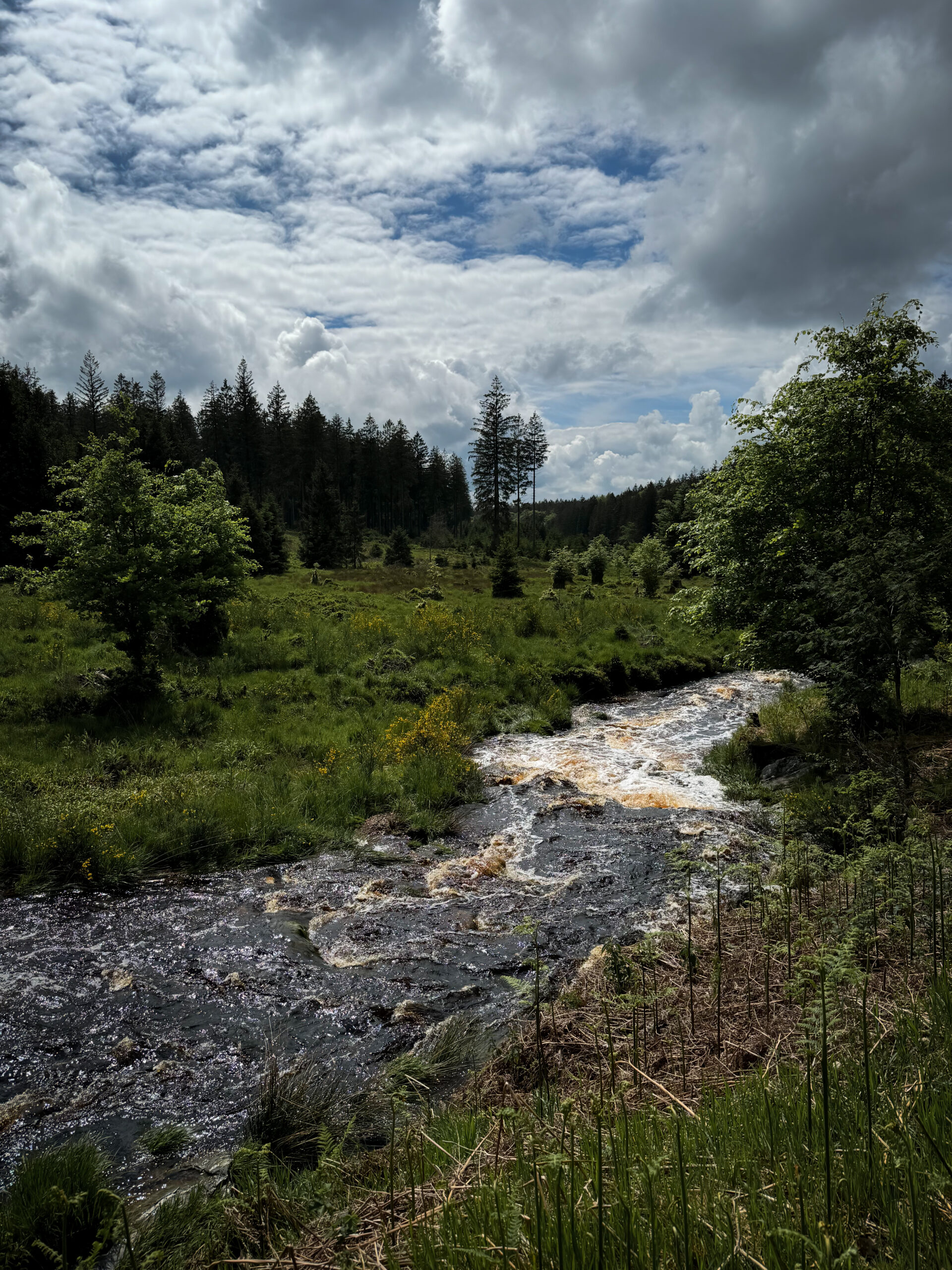 En se dirigeant vers l'aire de bivouac sur le plateau des Hautes-Fagnes, nous croisons un cours d'eau.