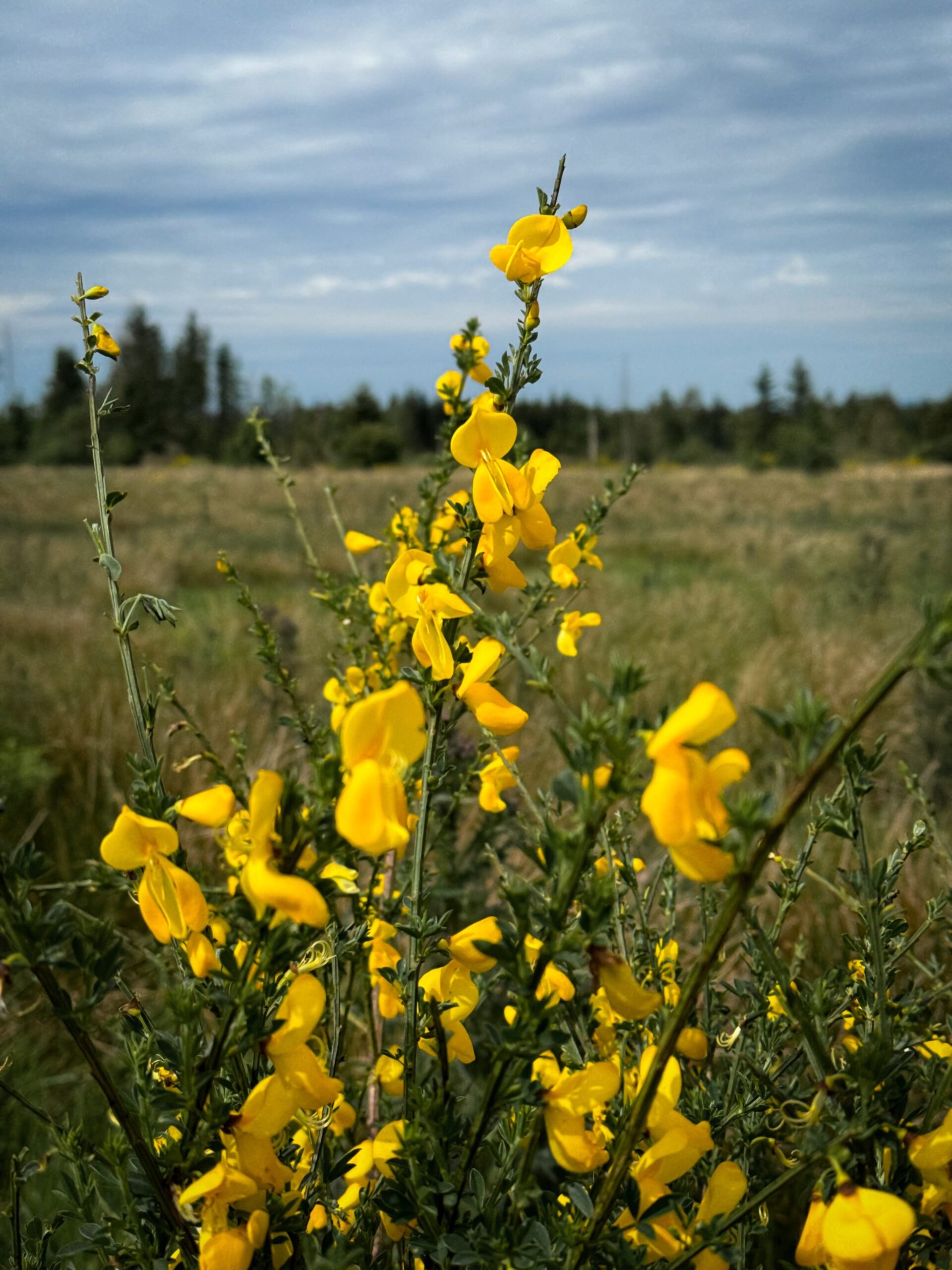 Une fleure présente sur le plateau des Hautes-Fagnes.